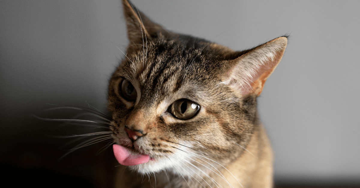 Do Cat Whiskers Grow Back? What You Need to Know